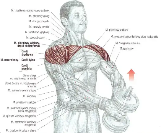 anatomia mięśni naramiennych aktony