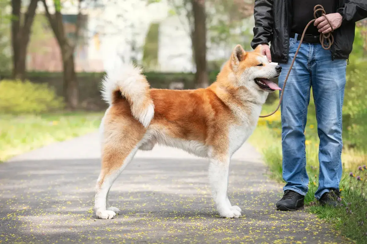 Akita Inu vs Akita Amerykańska różnice