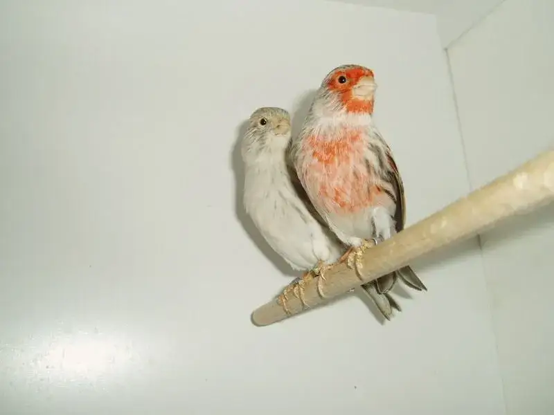 kanarek mozaikowy samiec i samica