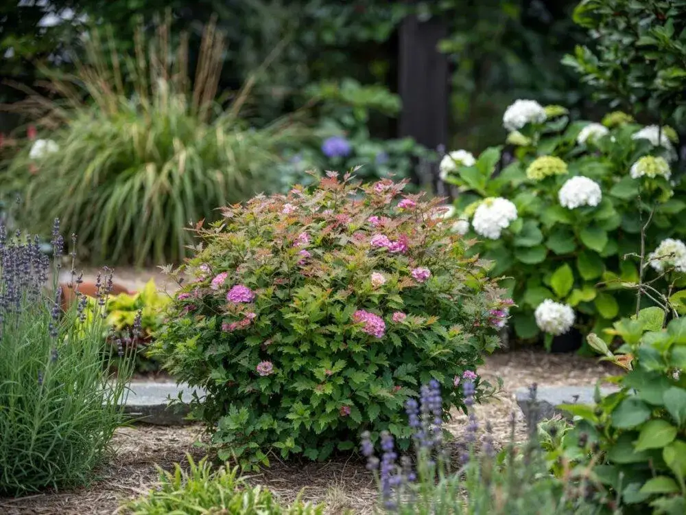 Zdjęcie Tawuła japońska: Jaka rozstawa zapewni piękny ogr&oacute;d?