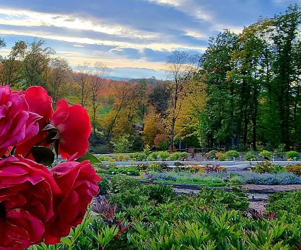 Zdjęcie Wojsławice Arboretum: Magiczny czas zwiedzania i najpiękniejsze pory roku