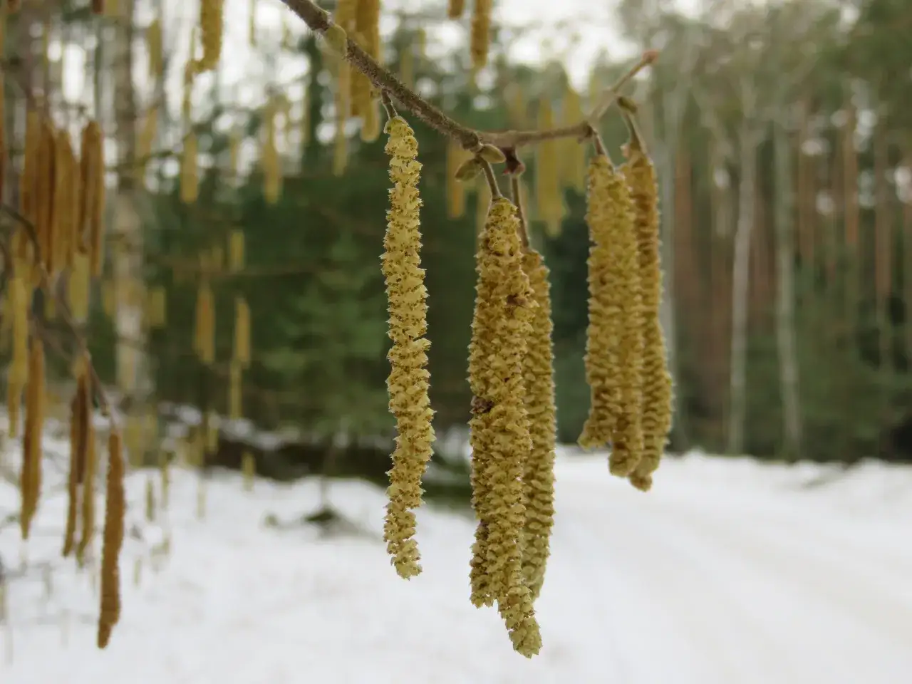 Zdjęcie Jak kwitnie orzech laskowy? Ciekawe fakty o jego kwiatach i czasie kwitnienia