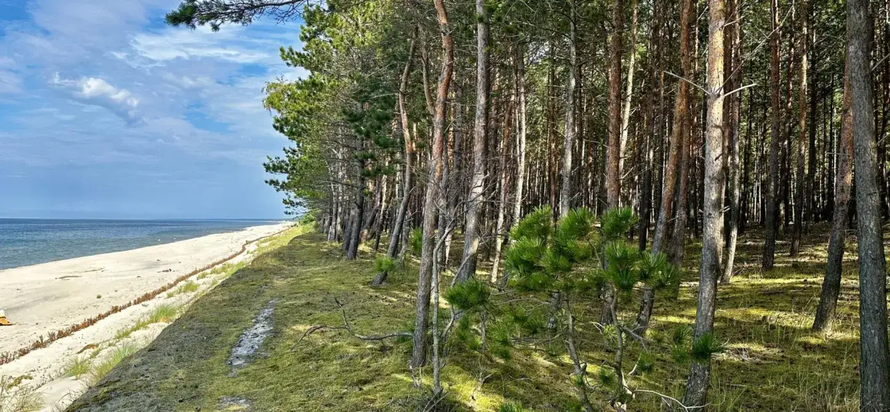 Sosnowy las na wydmach Mierzei Wiślanej, z widokiem na piaszczystą plażę i morze.