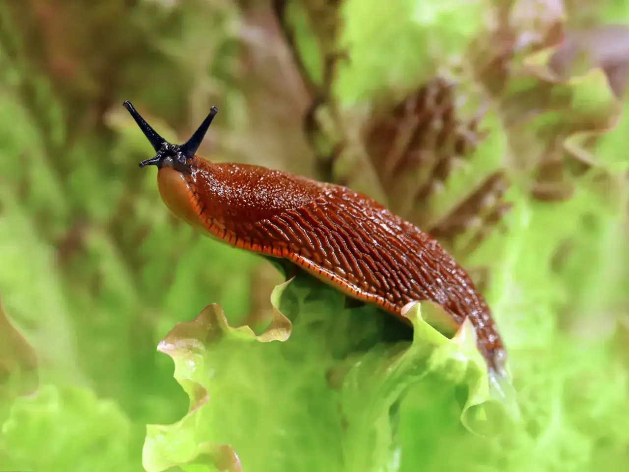 Ślimak na liściu sałaty. Zastanawiasz się, jakich roślin nie lubią ślimaki? Sałata zdecydowanie do nich nie należy.