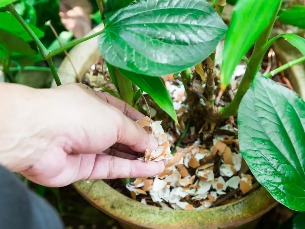 Ręka rozsypuje skorupki po jajkach wokół rośliny w doniczce. To świetny sposób, gdzie wyrzucać skorupki po jajkach, bo wzbogacają glebę.
