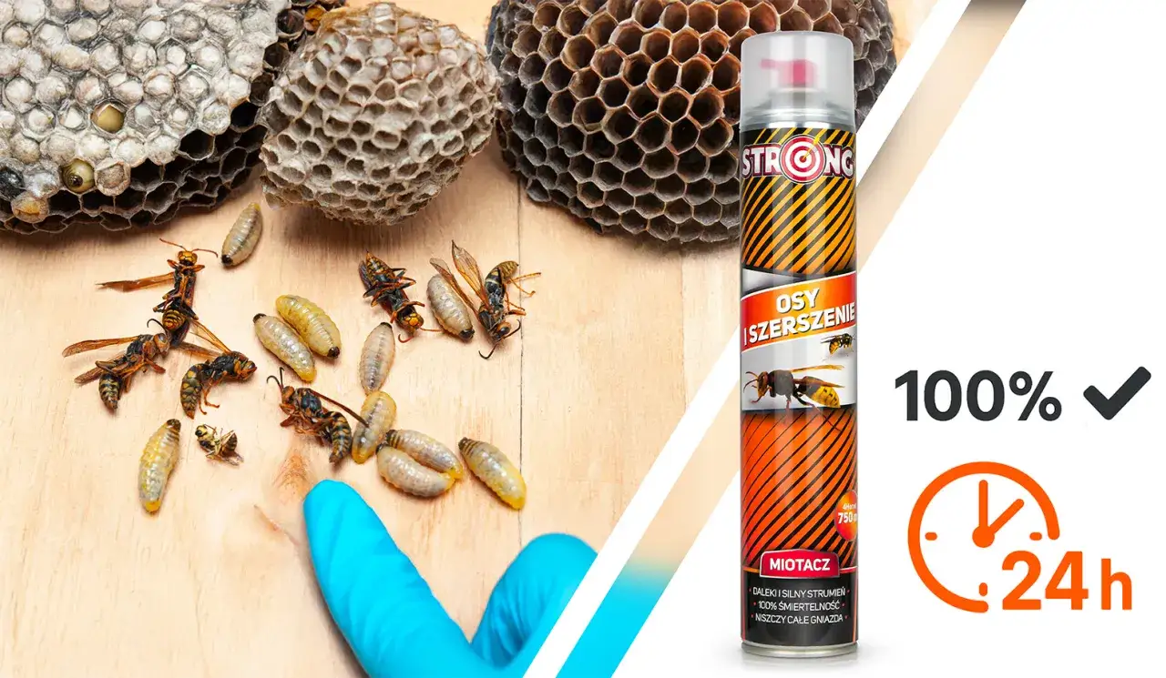 Spray na osy i szerszenie. Skutecznie eliminuje owady i gniazda. Co odstrasza szerszenie? Ten produkt! 100% skuteczności w 24h.