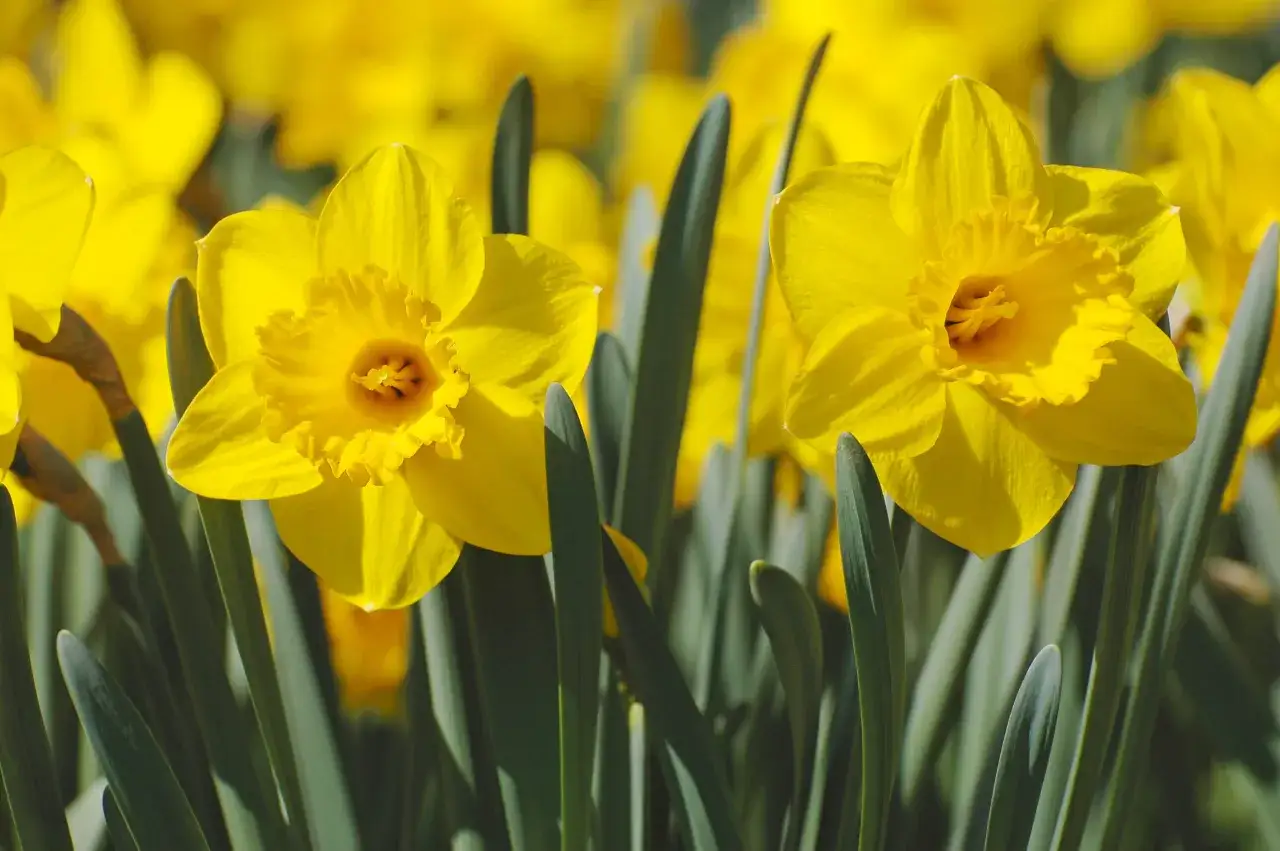 ż&oacute;łte kwiaty pozytywne i negatywne skojarzenia