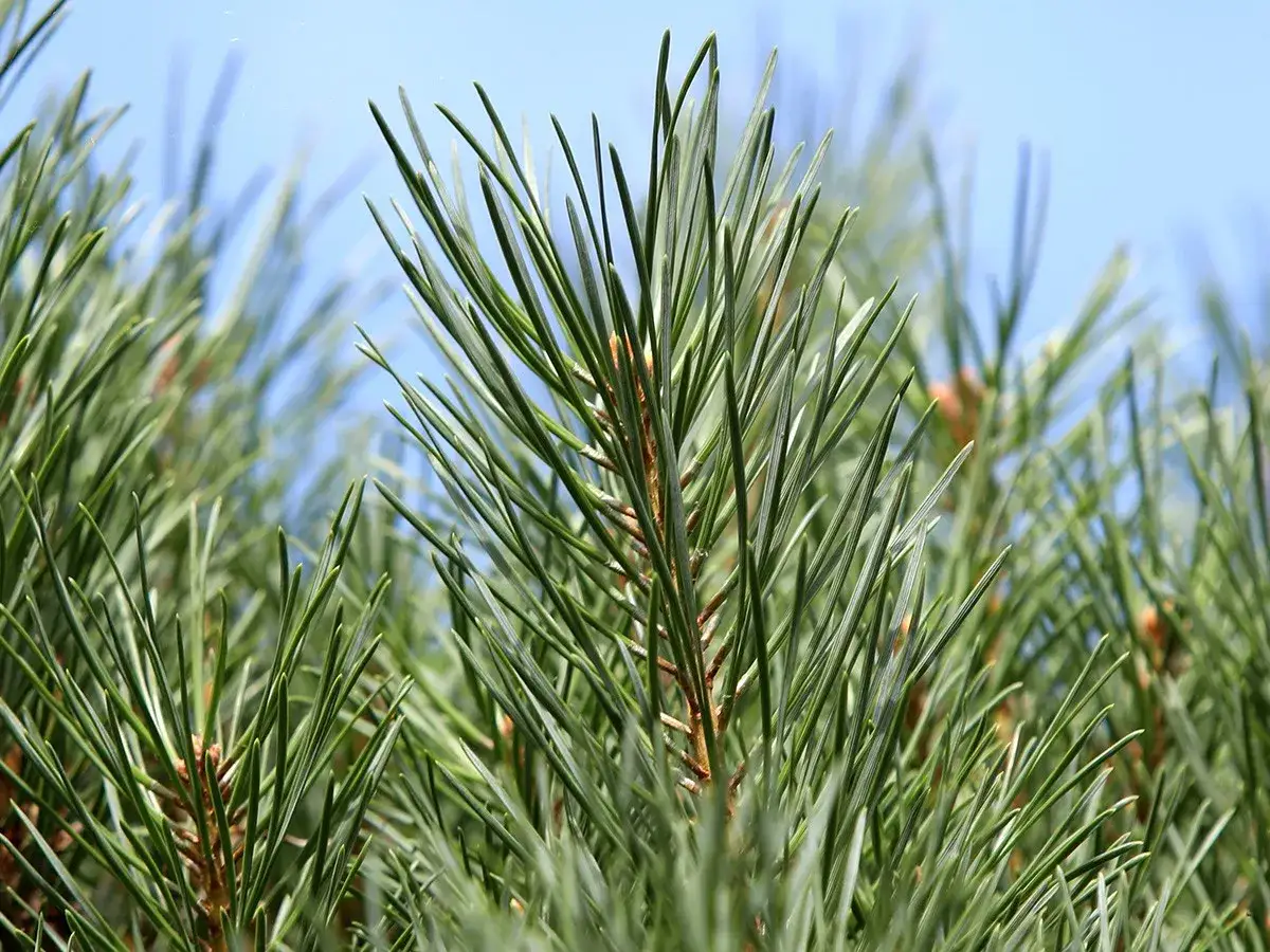 pine spruce fir trees