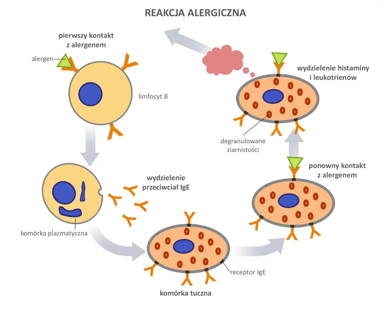 mechanizm reakcji alergicznej uproszczony schemat