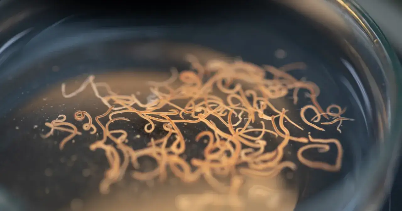 Mikroskopijne robaki w kale, widoczne w szalce Petriego, mogą wskazywać na obecność pasożyt&oacute;w.