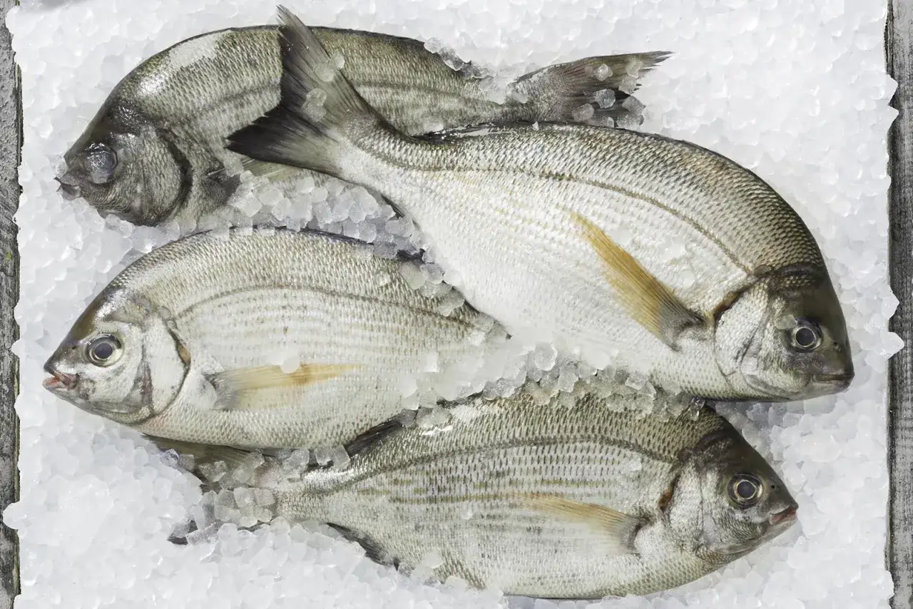 Świeże i nieświeże skrzela ryby por&oacute;wnanie