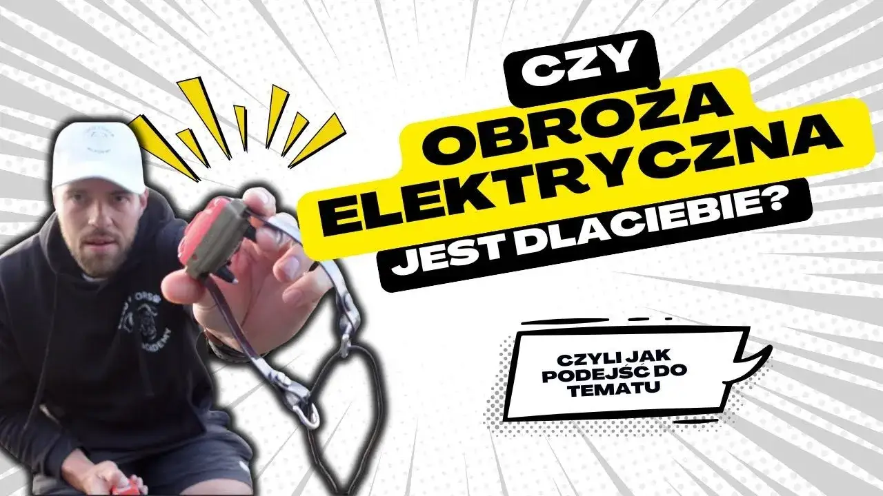Zdjęcie Czy obroża elektryczna jest skuteczna? Poznaj prawdę o jej działaniu