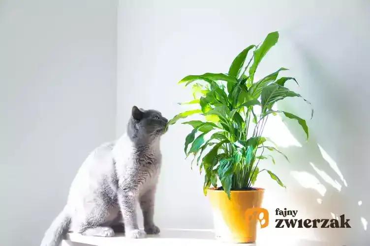 Zdjęcie Czy hiacynt jest trujący dla kota: poznaj objawy zatrucia i jak pomóc pupilowi