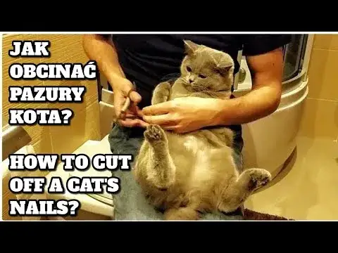 Zdjęcie Czy kotom obcina się paznokcie? Jak to zrobić bezpiecznie i dlaczego warto
