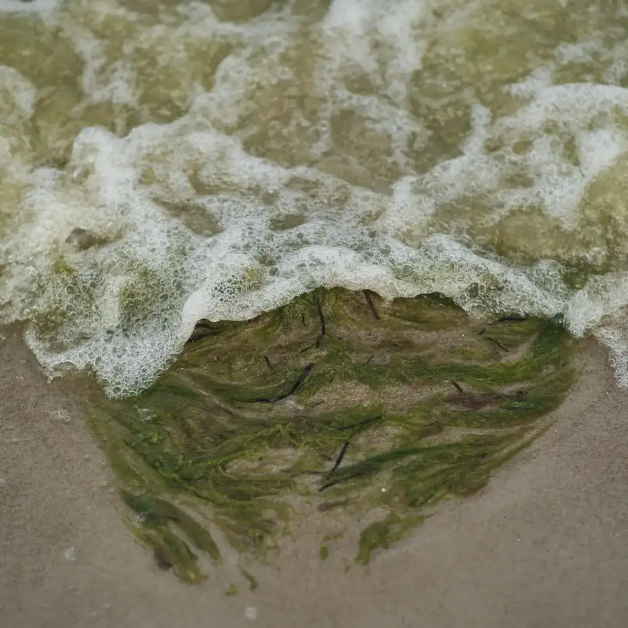 Zdjęcie Gdzie sinice w Bałtyku? Sprawdź, gdzie nie warto kąpać się teraz