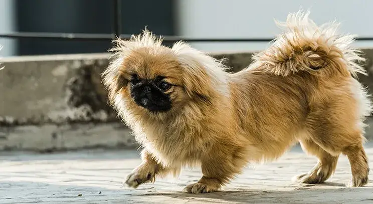 Zdjęcie Pekińczyk włosy czy sierść: poznaj prawdę o jego futrze