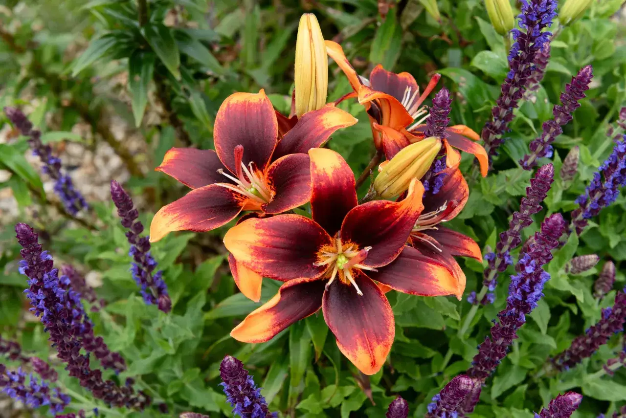 Zdjęcie Kiedy sadzić lilie azjatyckie, aby uniknąć problemów z kwitnieniem