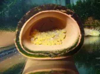 Zdjęcie Jak często rozmnażają się glonojady? Odkryj sekrety ich hodowli