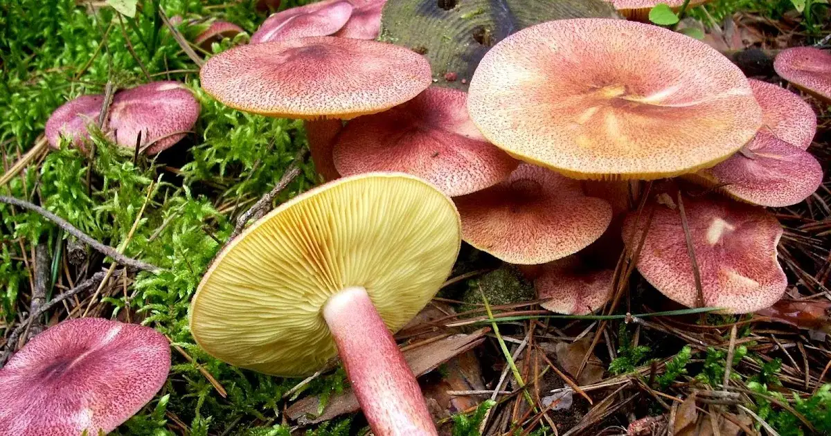 Zdjęcie Cukrówka grzyb - jak bezpiecznie rozpoznać i zebrać ten rzadki gatunek