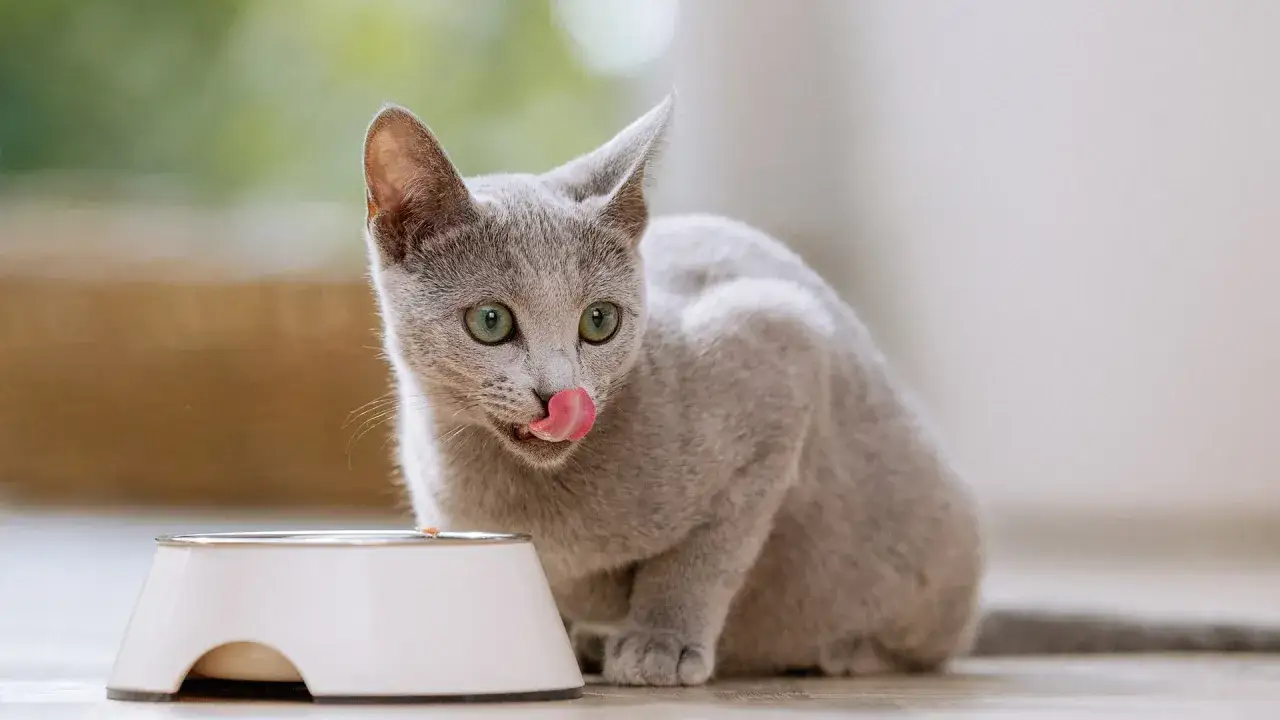 Zdjęcie Jakie mleko dla małego kotka? Najlepsze opcje i błędy do uniknięcia