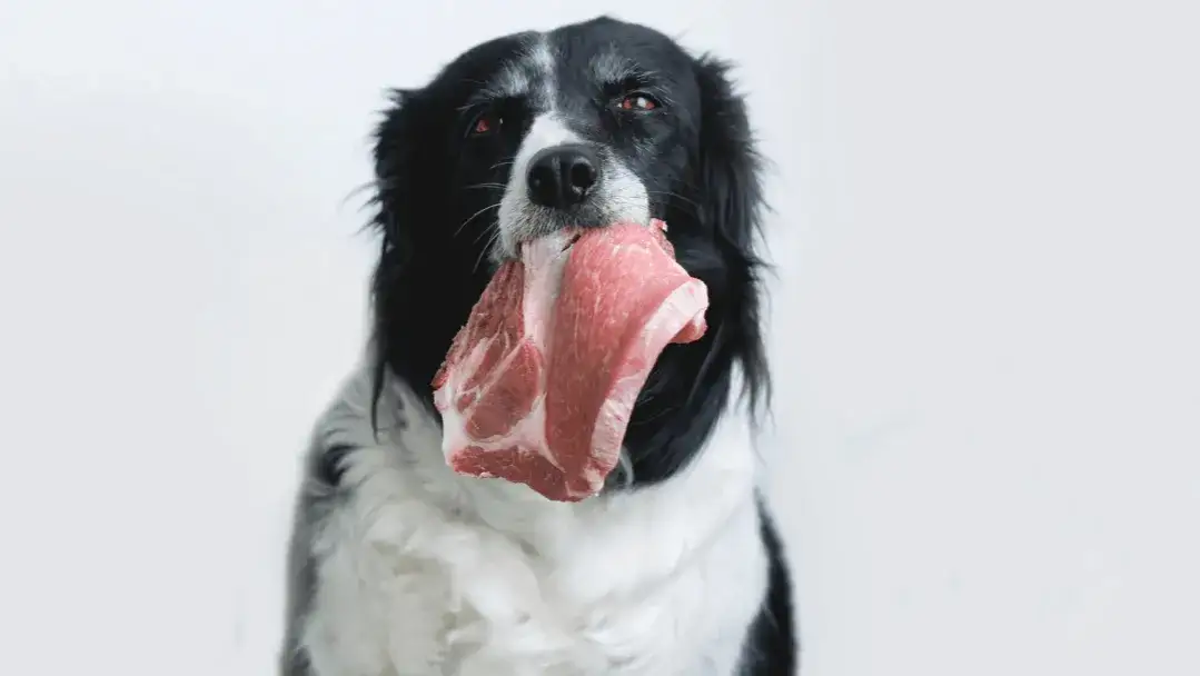 Zdjęcie Czy pies może jeść szynkę - prawda o zdrowiu twojego czworonoga