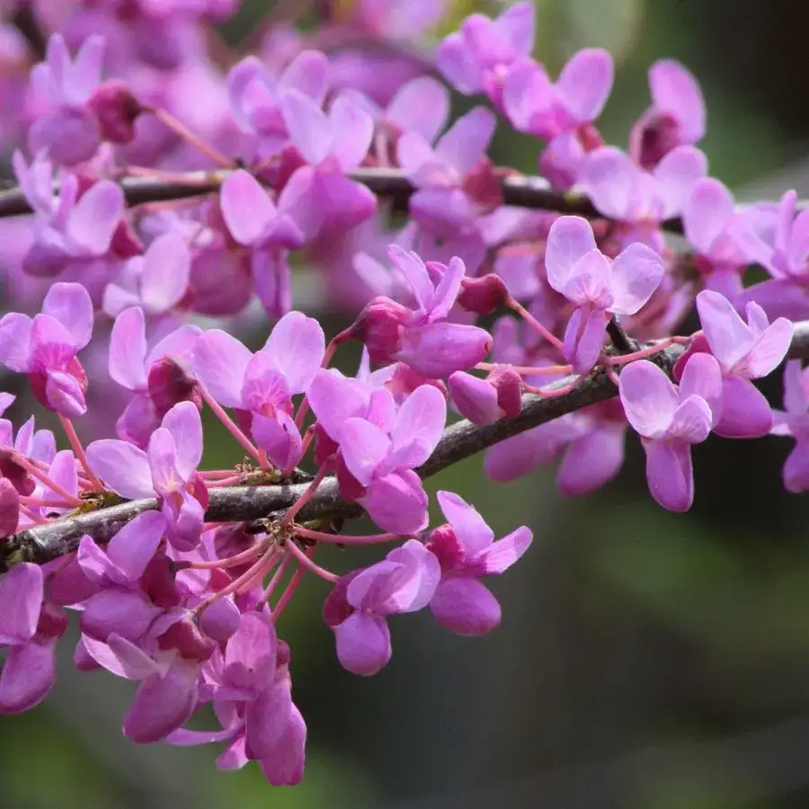 Zdjęcie Jak długo kwitnie judaszowiec? Odkryj tajemnice jego kwitnienia
