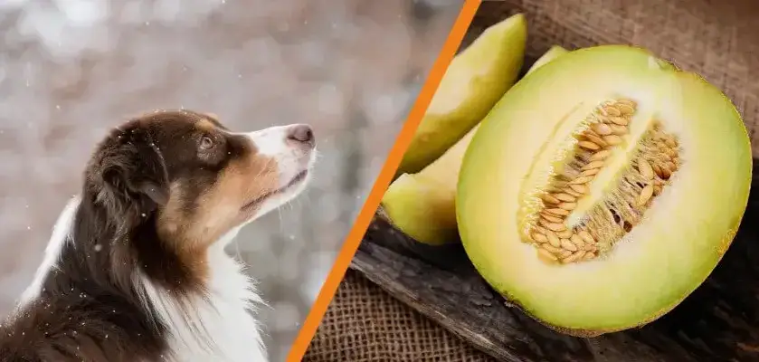 Zdjęcie Czy pies może jeść melona? Korzyści i zagrożenia dla pupila