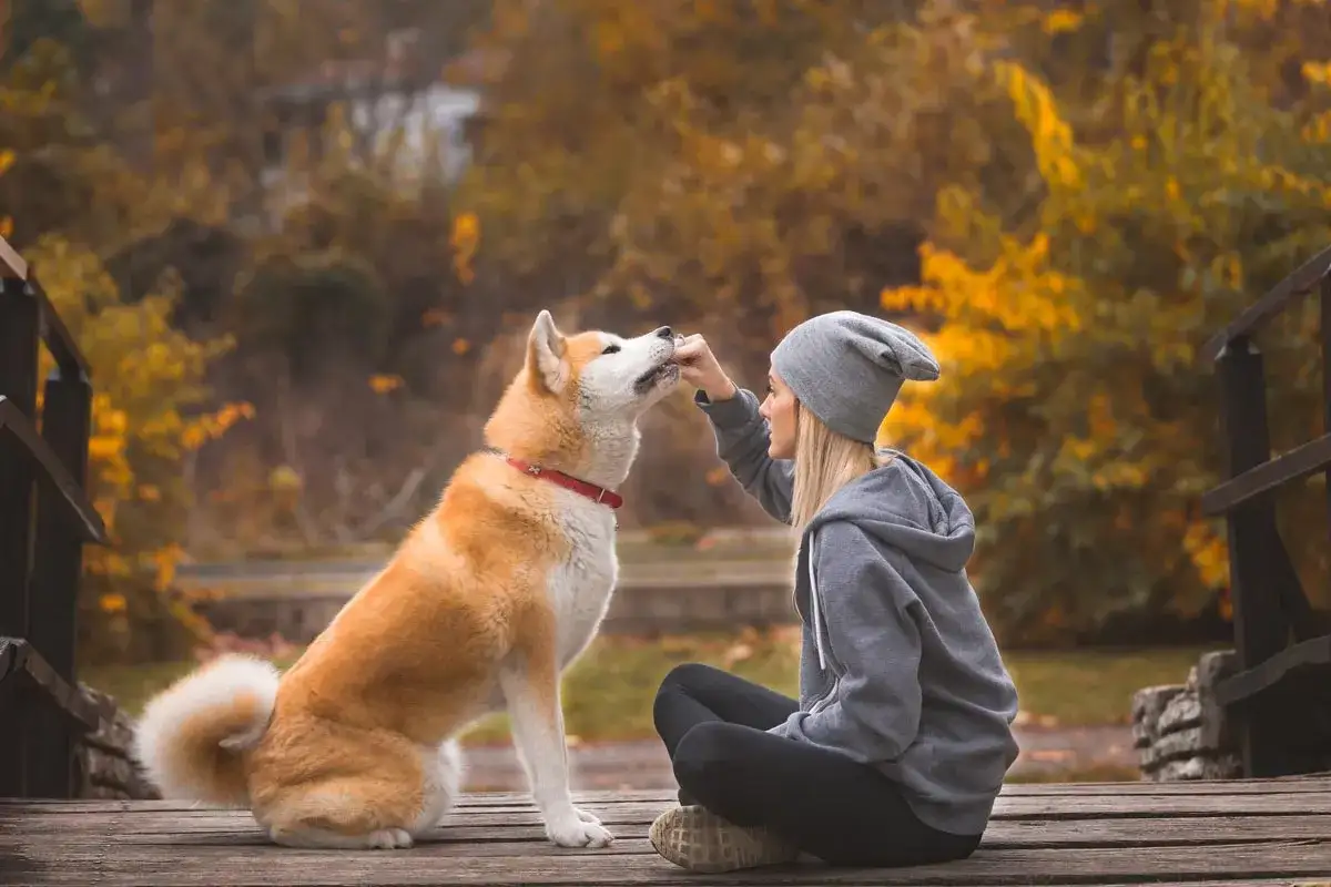 Zdjęcie Czy akita inu jest agresywny? Odkryj prawdę o ich temperamencie