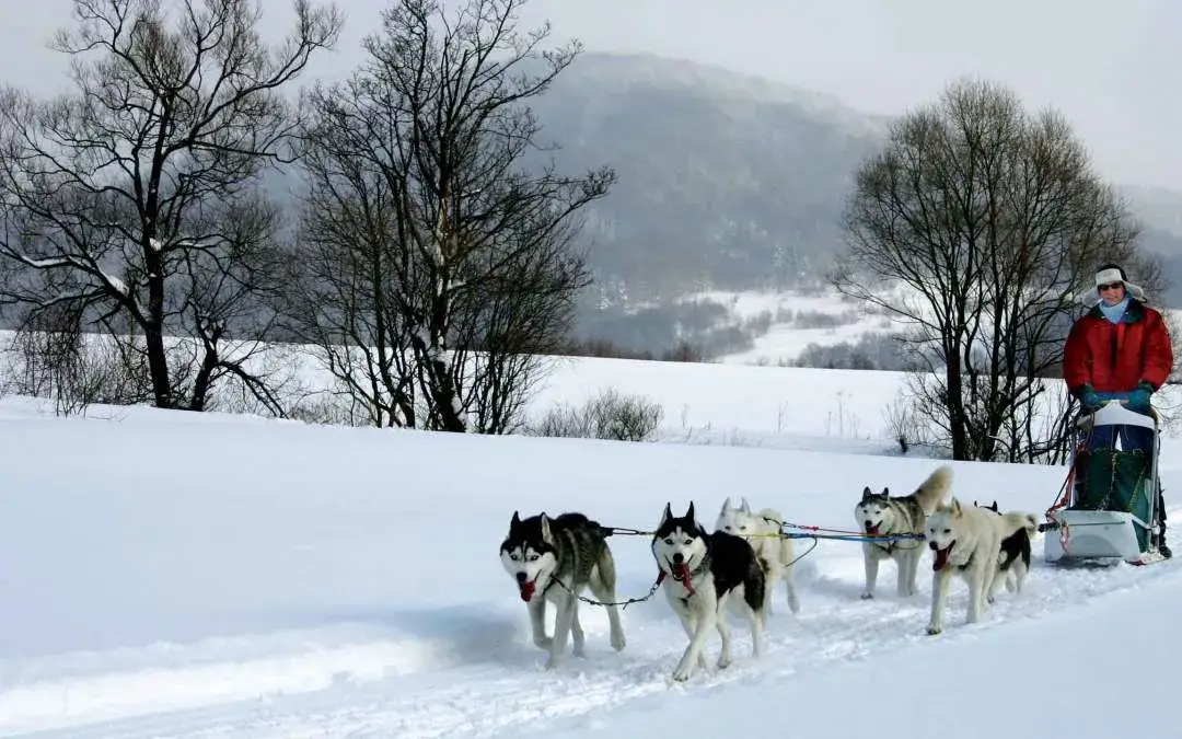 Zdjęcie Psie zaprzęgi w Polsce: Zimowa przygoda na śnieżnych szlakach