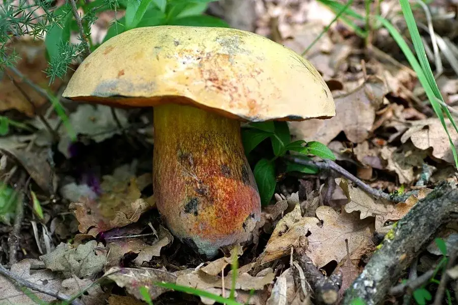 Zdjęcie Grzyb żółty kapelusz - Jadalny grzyb białym kapeluszu