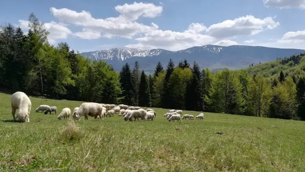 Zdjęcie Babia Góra - gdzie jest i co warto zobaczyć w okolicy?