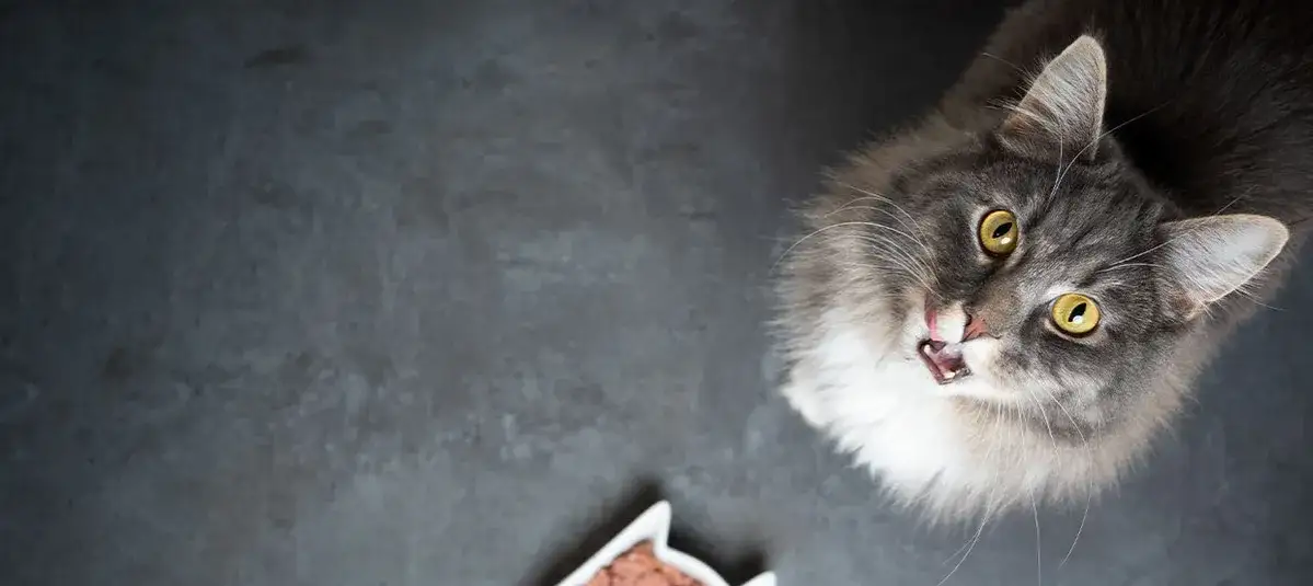 Zdjęcie Dlaczego kotek nie chce jeść? Odkryj przyczyny i rozwiązania