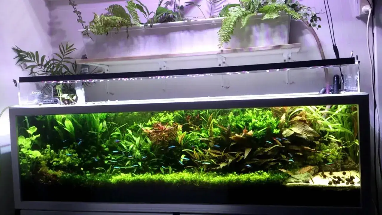 Zdjęcie Czy rybki potrzebują światła? Odkryj, jak oświetlenie wpływa na zdrowie