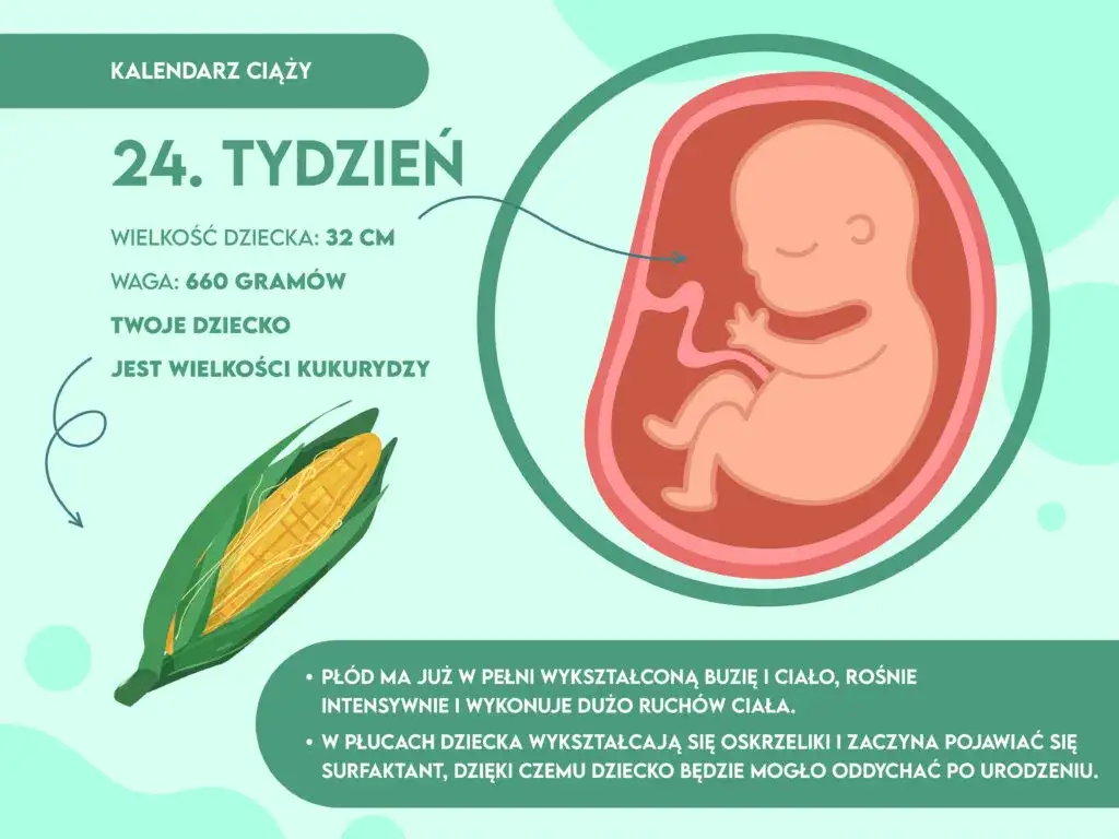 dziecko w 24 tygodniu ciąży rozmiar porównanie