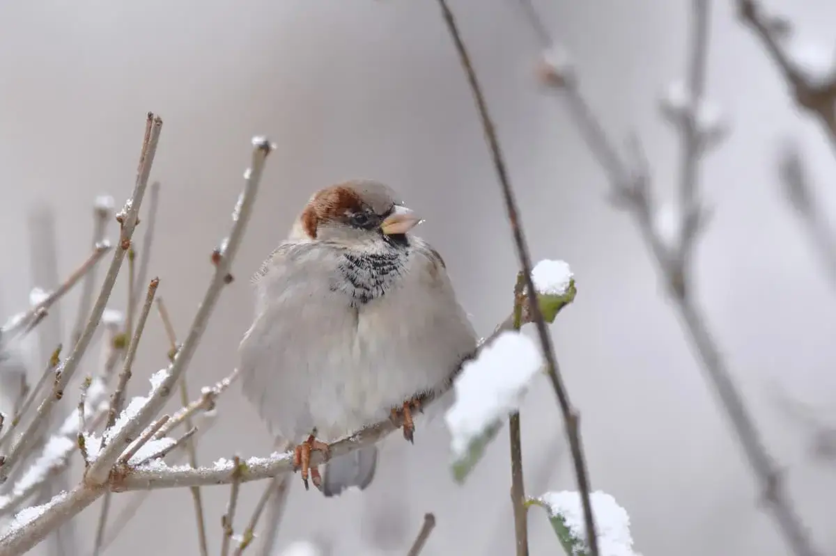 wróbel zimą w krzewach