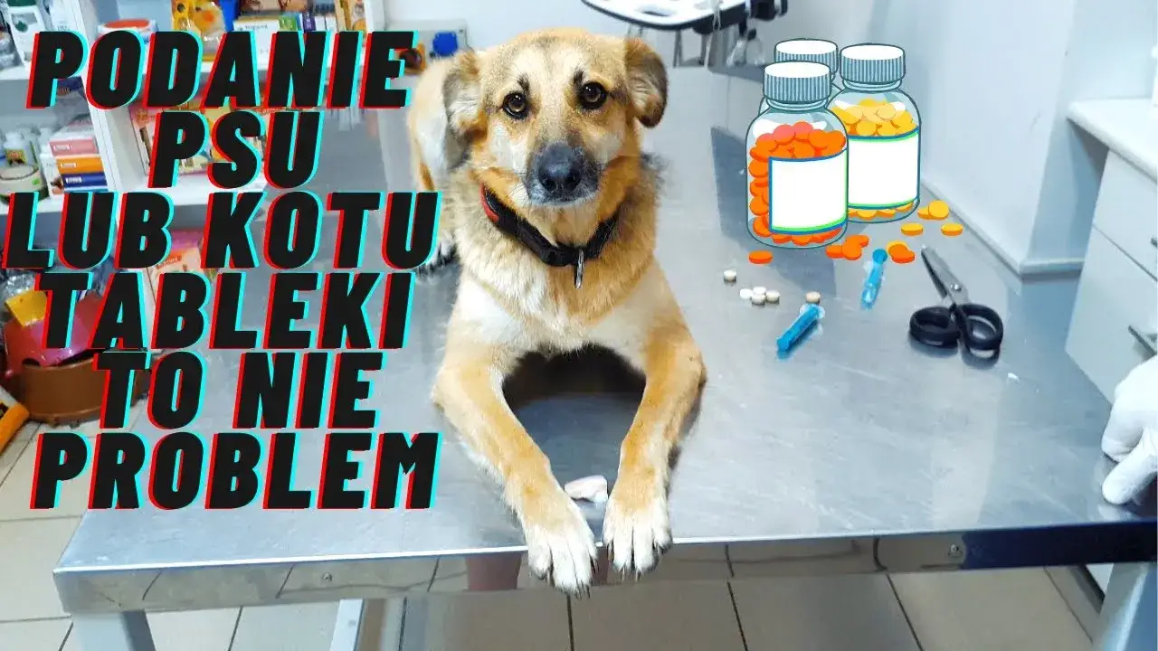 pies dostaje tabletkę od właściciela