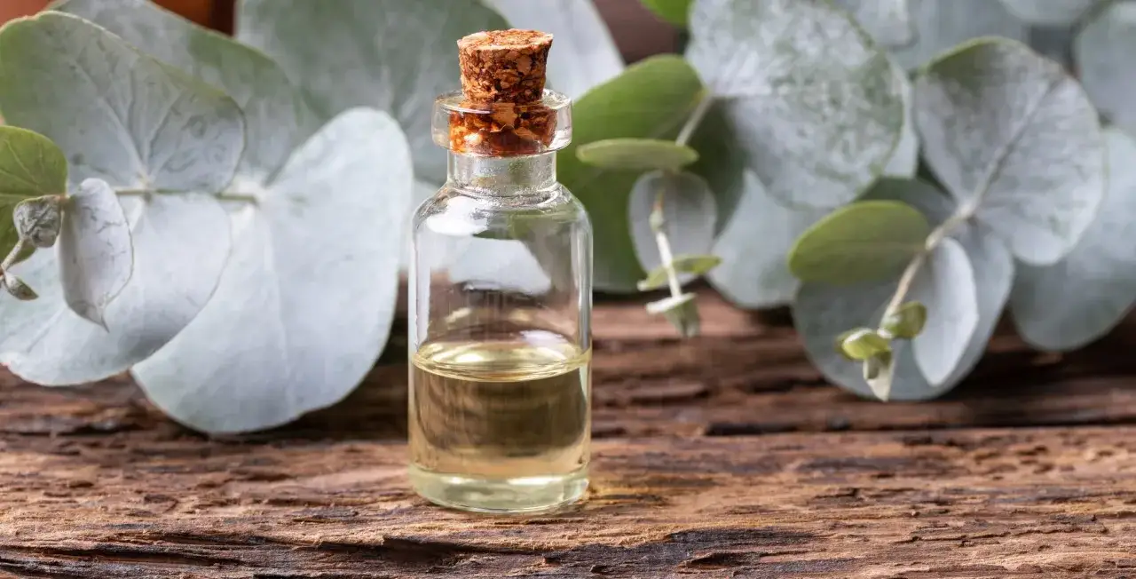 Mała buteleczka z olejkiem eukaliptusowym na drewnianym tle, otoczona liśćmi eukaliptusa. Dowiedz się, jak stosować olejek eukaliptusowy.