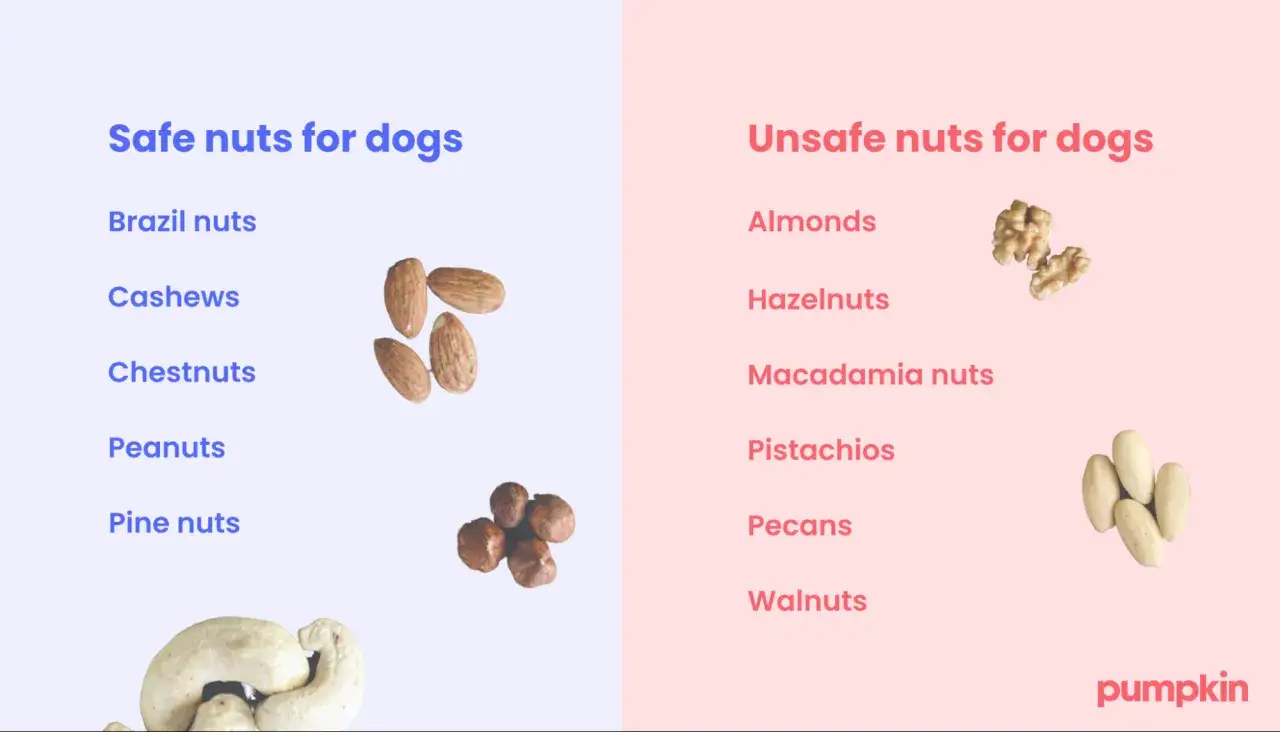 Czy pies może jeść pistacje? Obraz pokazuje, że pistacje są na liście niebezpiecznych dla ps&oacute;w orzech&oacute;w.