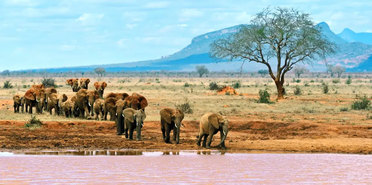 Stado słoni zmierza do wodopoju na tle sawanny. Kiedy najlepiej lecieć do Kenii, by zobaczyć takie cuda?
