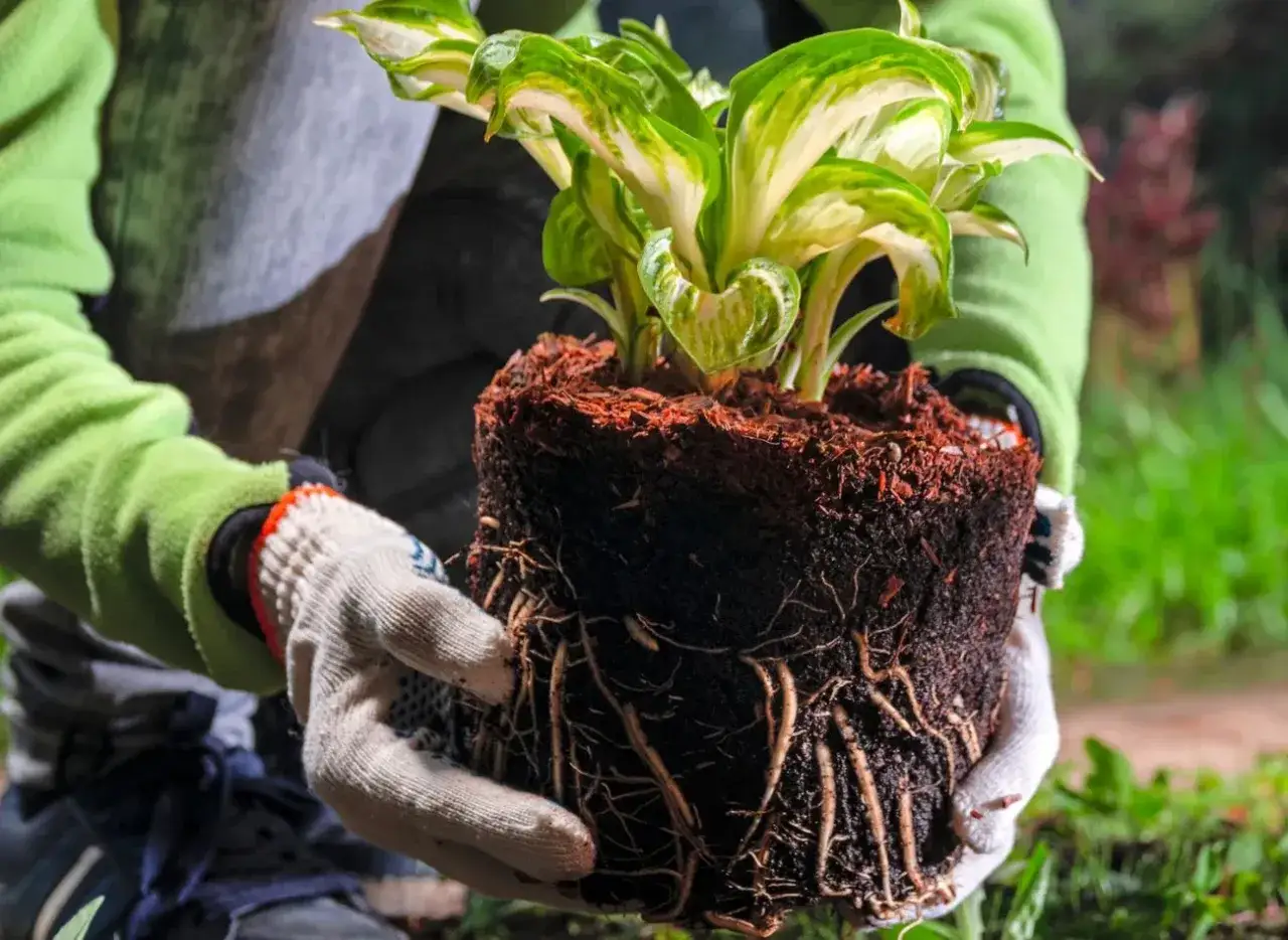 Ręce w rękawiczkach trzymają bryłę korzeniową funkii, gotową do przesadzenia. Widać gęste korzenie i zielono-białe liście.