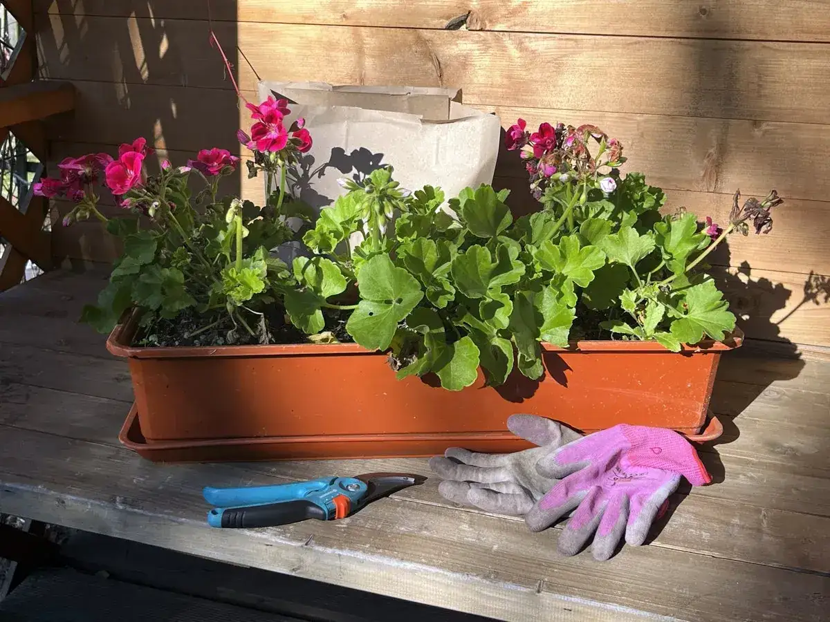 Przygotowania do tego, jak przezimować pelargonie: sekator i rękawice obok donicy z kwiatami.