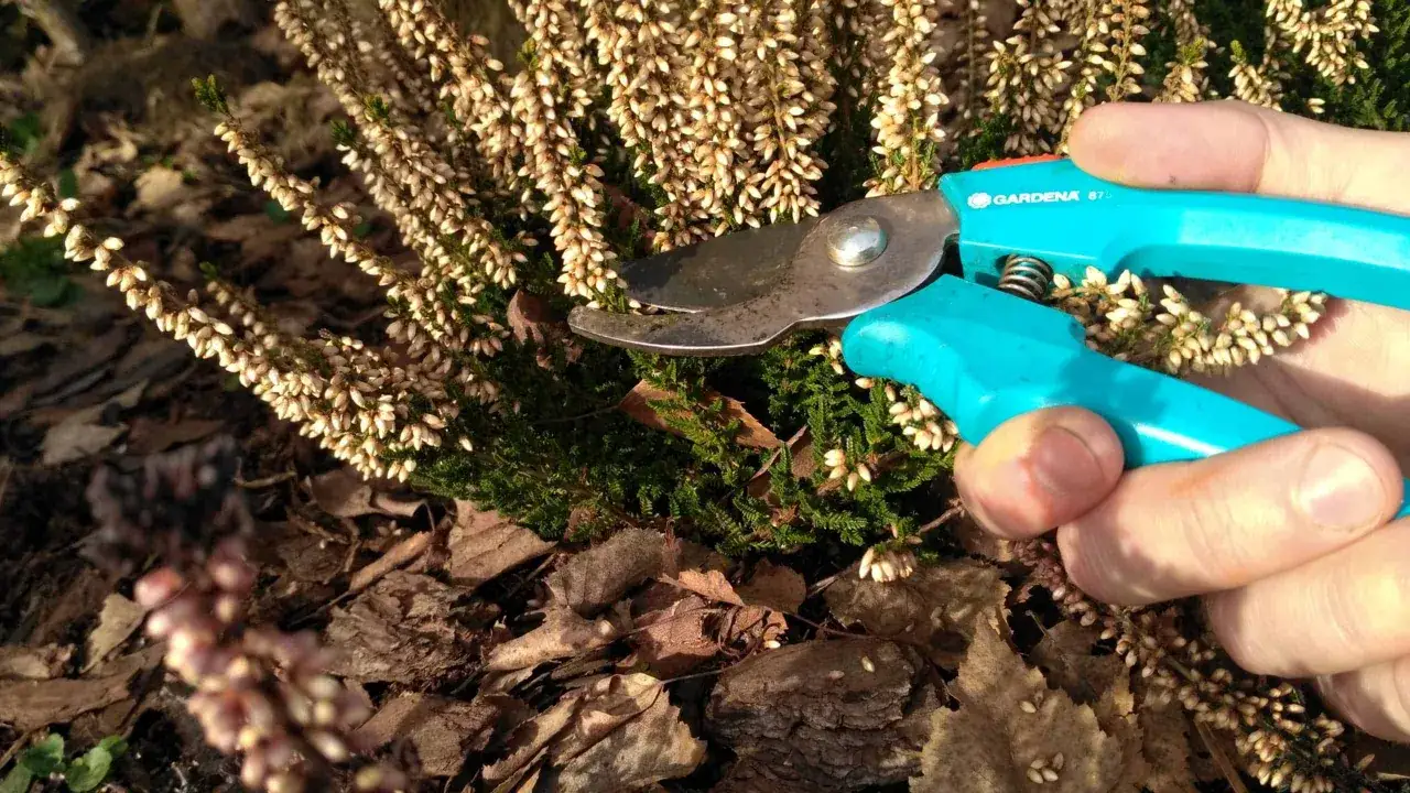 Przycinanie wrzosów na wiosnę to klucz do ich zdrowego wzrostu. Sekator GARDENA gotowy do pracy.