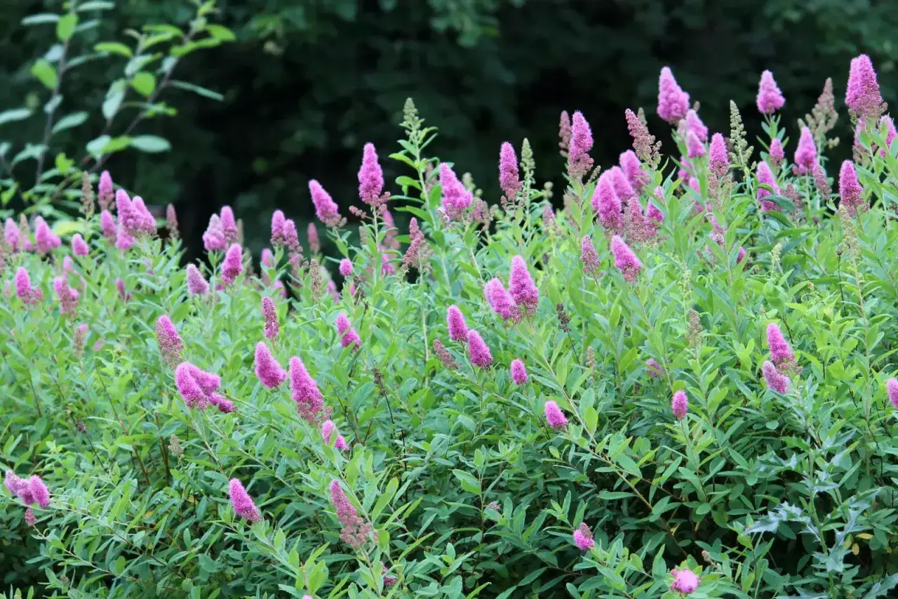 Krzewy i byliny na gliniastą glebę z pięknymi, r&oacute;żowymi kwiatostanami.