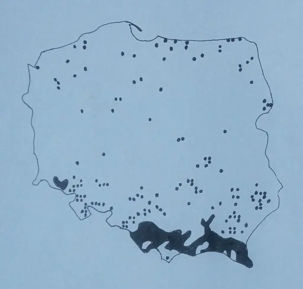 Zdjęcie Gdzie rośnie czosnek niedźwiedzi na Śląsku – odkryj jego tajemnice w lasach