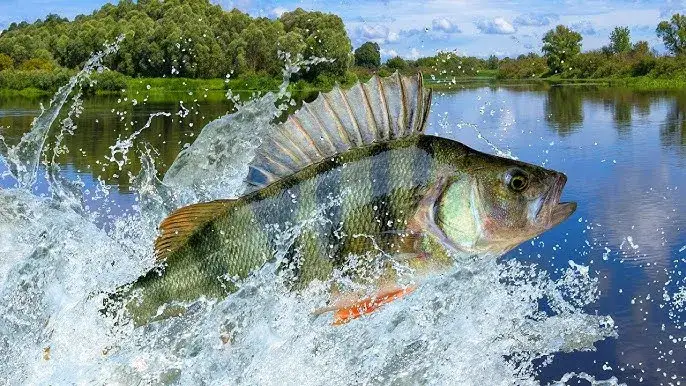 miejsc&oacute;wki spinningowe jezioro rzeka