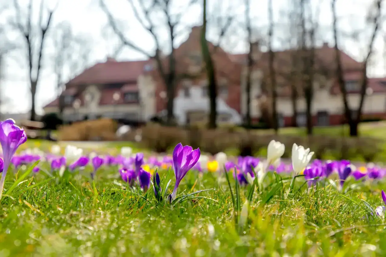 Wiosna w pełni, gdy kwitną krokusy. Fioletowe i białe kwiaty na tle starego dworu.