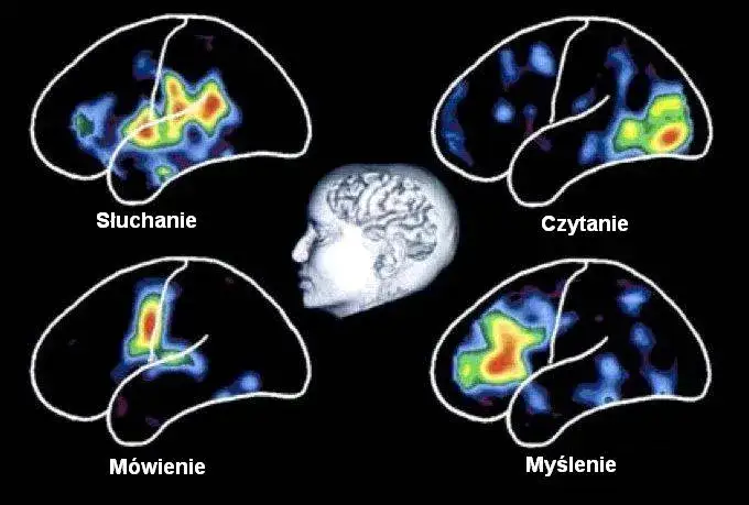 Mózg dziecka schemat obszarów odpowiedzialnych za czytanie i pisanie