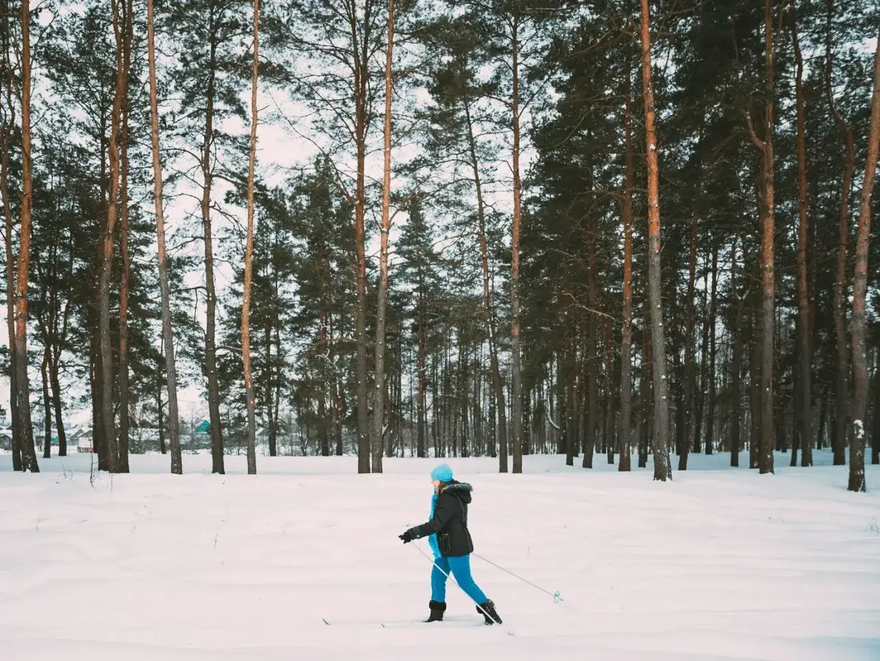 Osoba w niebieskiej czapce i nartach biegowych z kijami przemierza zaśnieżony las.