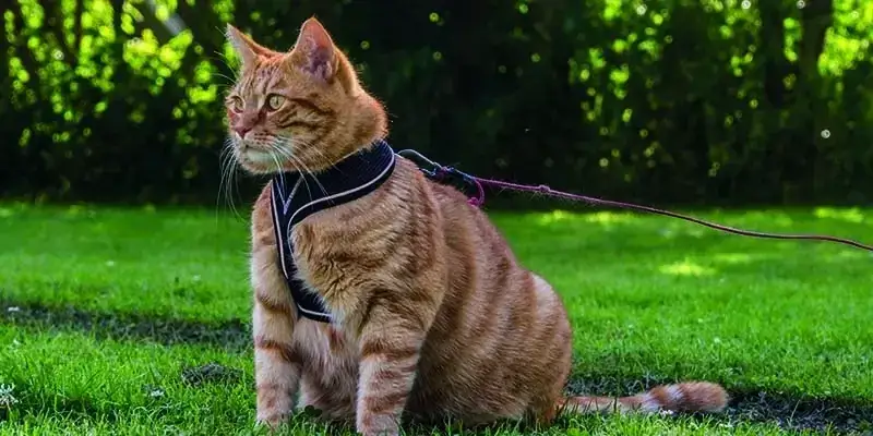 Zdjęcie Jak przyzwyczaić kota do obroży - proste sposoby na sukces