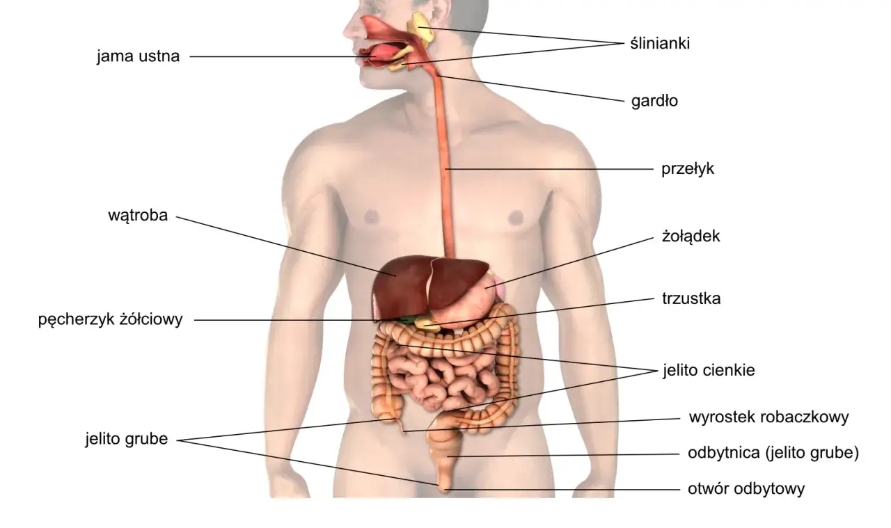 Ilustracja przedstawia ludzki układ pokarmowy z zaznaczonymi organami: jamą ustną, śliniankami, gardłem, przełykiem, żołądkiem, wątrobą, pęcherzykiem żółciowym, trzustką, jelitem cienkim, jelitem grubym, wyrostkiem robaczkowym, odbytnicą i otworem odby...